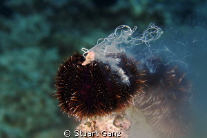 Now here's something you don't see every day, Urchins spa... by Stuart Ganz 